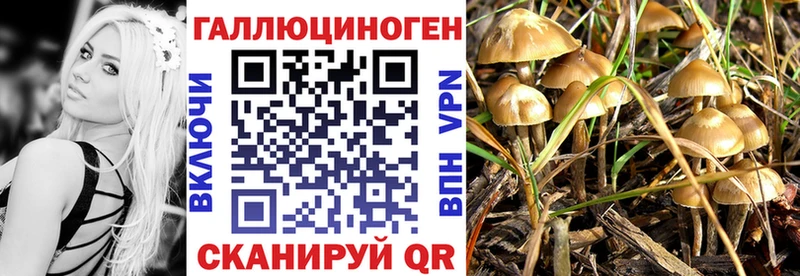 Купить  Суровикино  Галлюциногенные грибы Psilocybine cubensis 